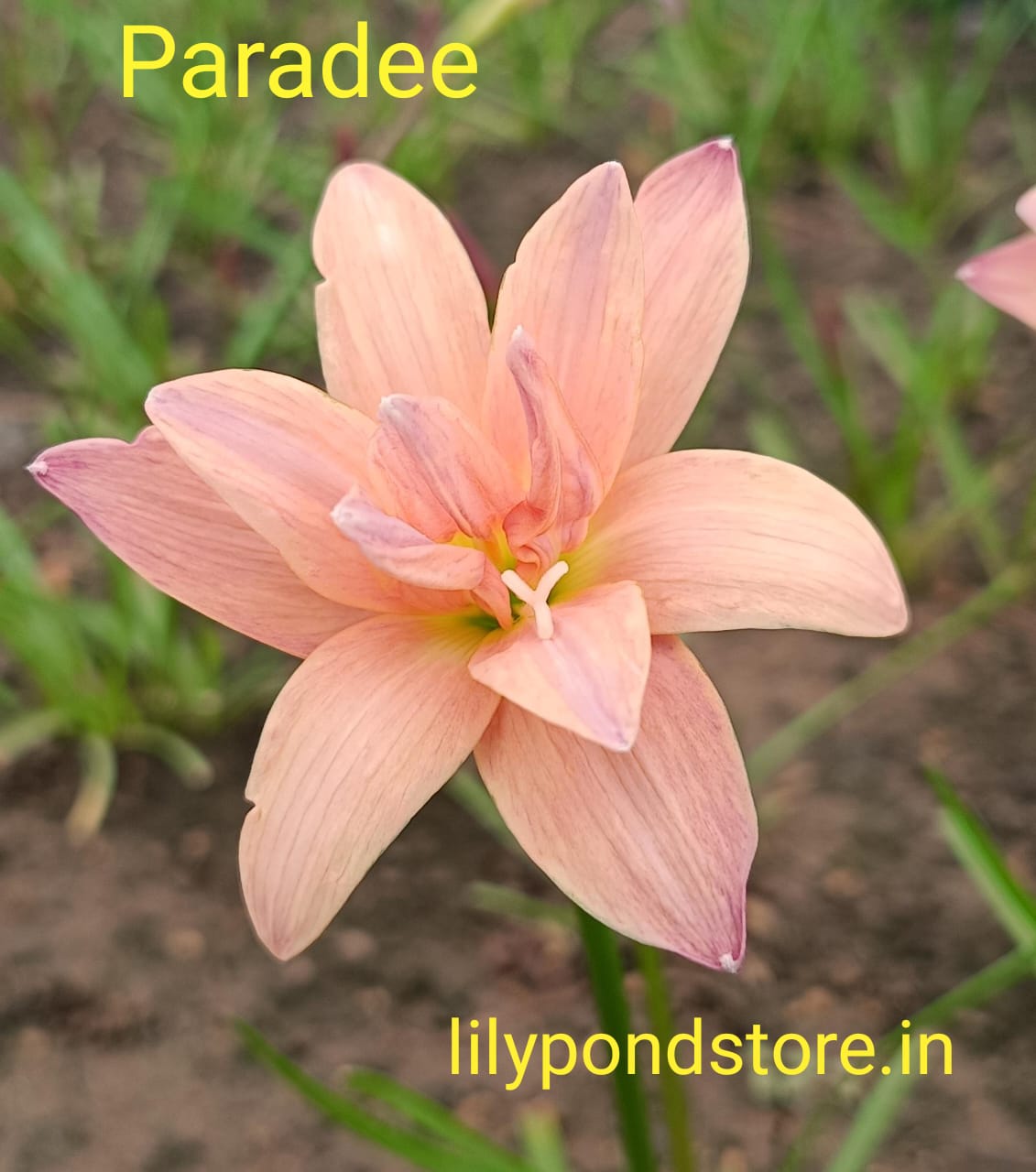 Paradee (Set of 3 Bulbs)