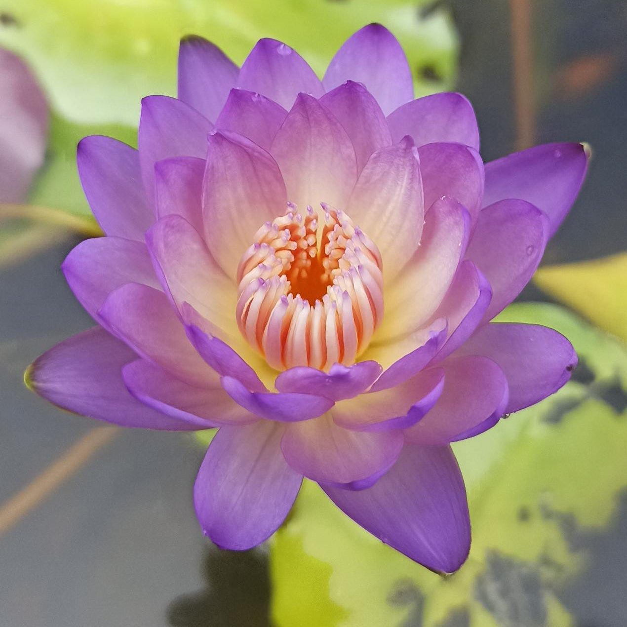Pond Perfection Combo – 4 Exotic Waterlilies at 50% OFF! and free Shipping
