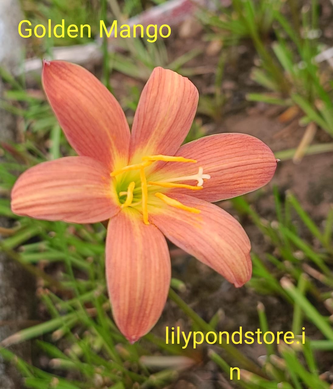 Golden mango (Set of 3 Bulbs)