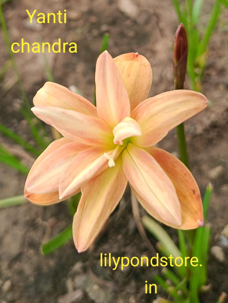 Yanti Chandra (Set of 3 Bulbs)