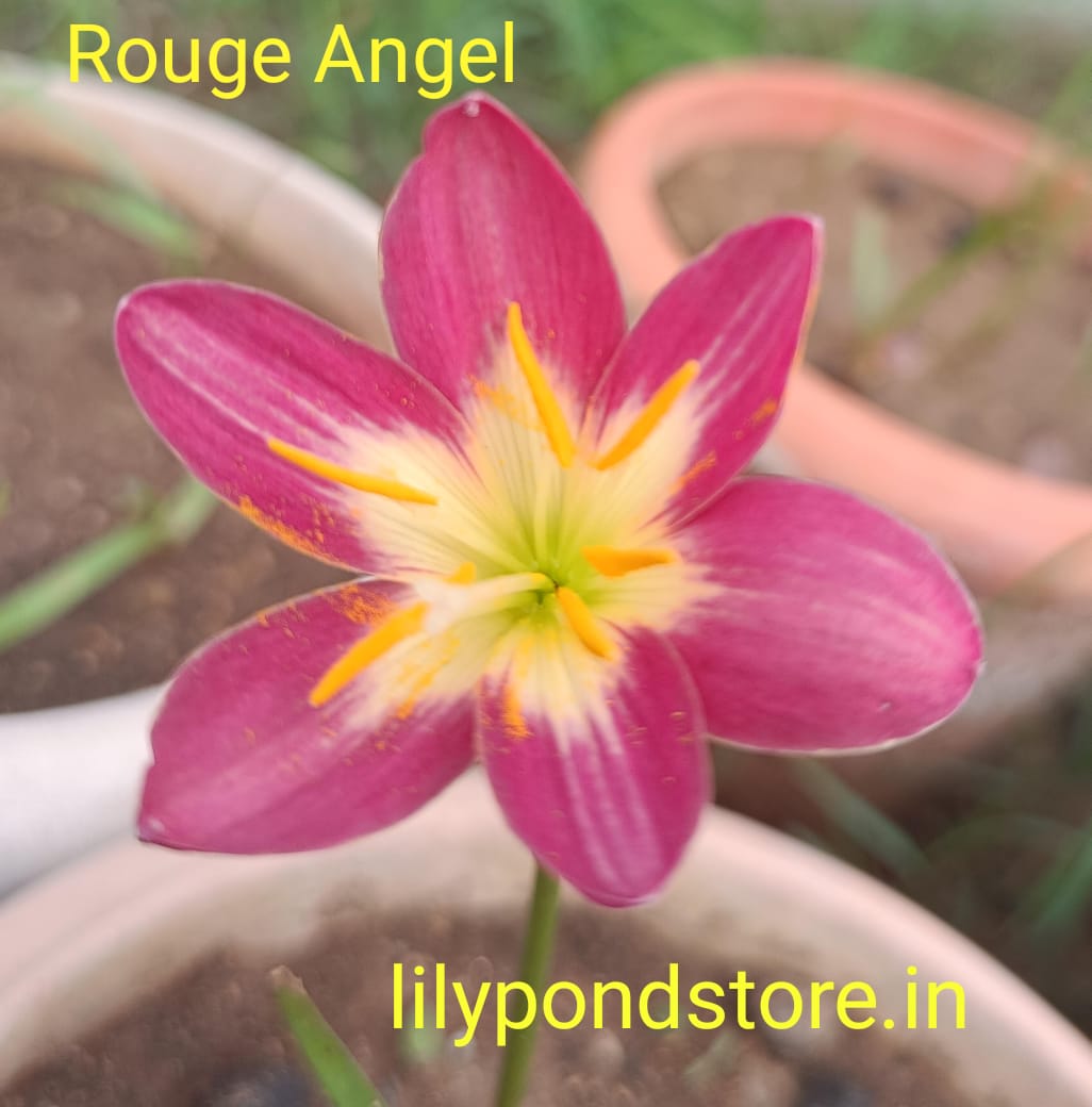 Rouge Angel (Set of 3 Bulbs)
