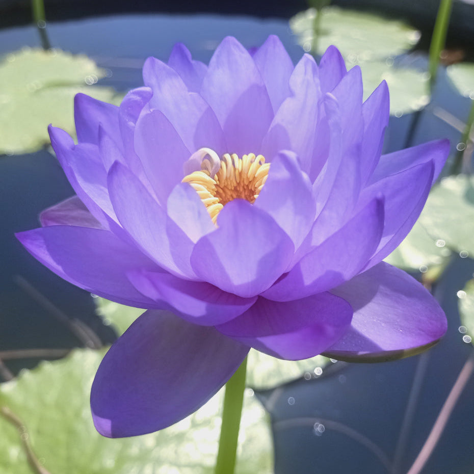 Siam Korat