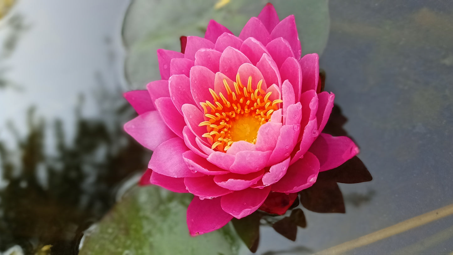 Siam Lucky