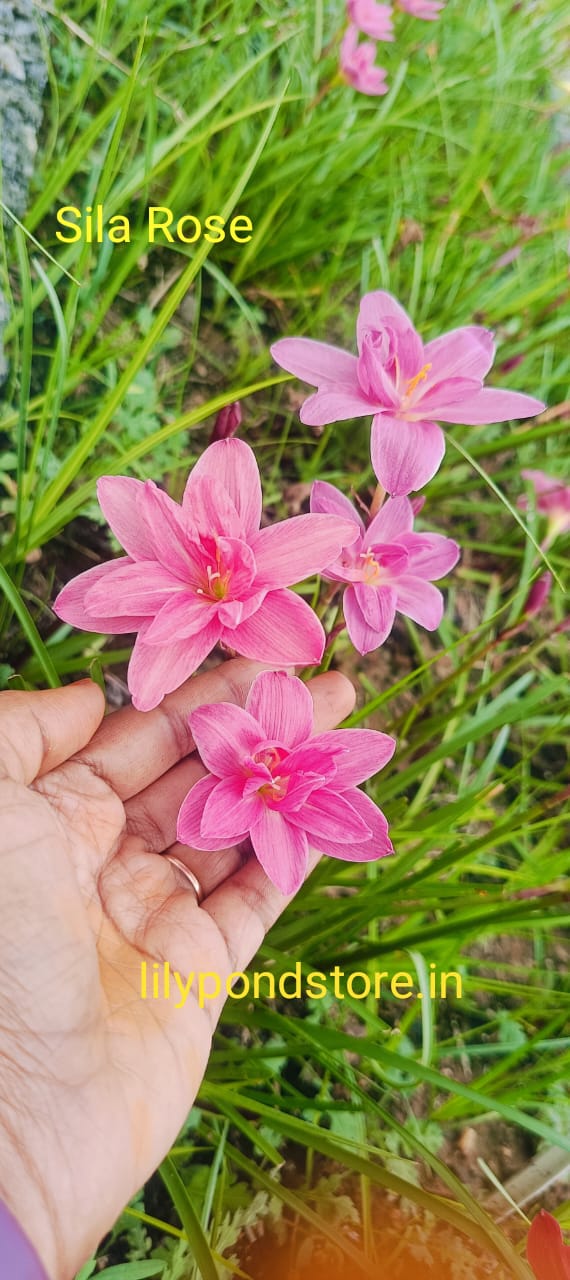 Sila Rose (Set of 3 Bulbs)