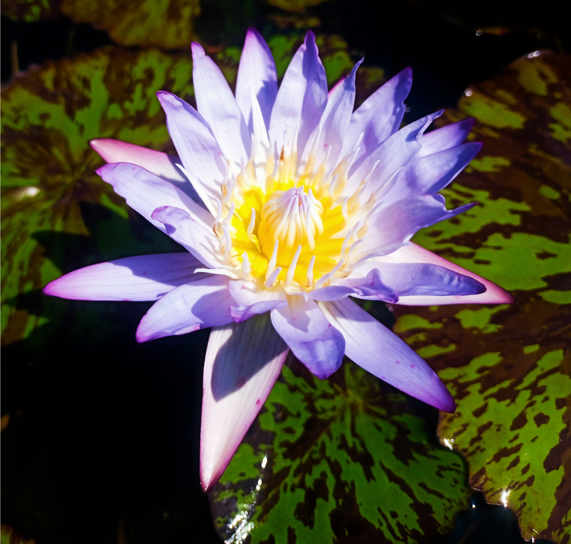 Star of Siam