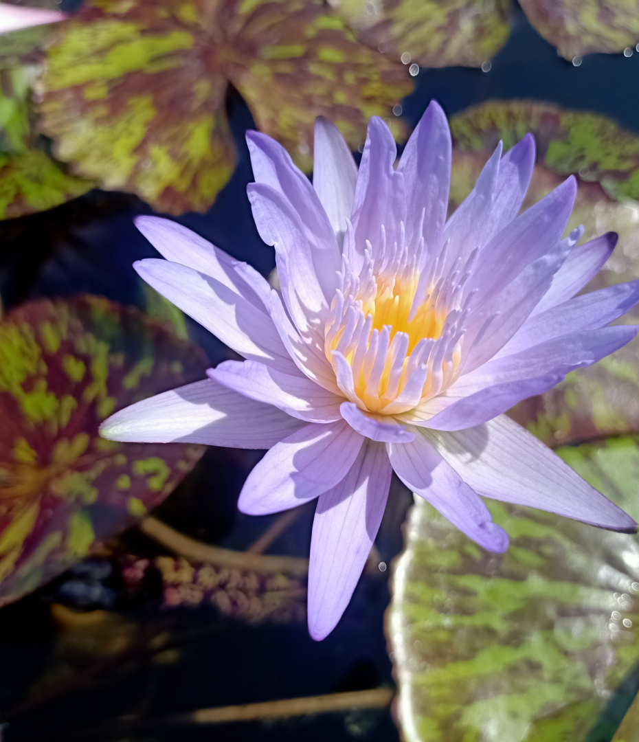 Star of Siam
