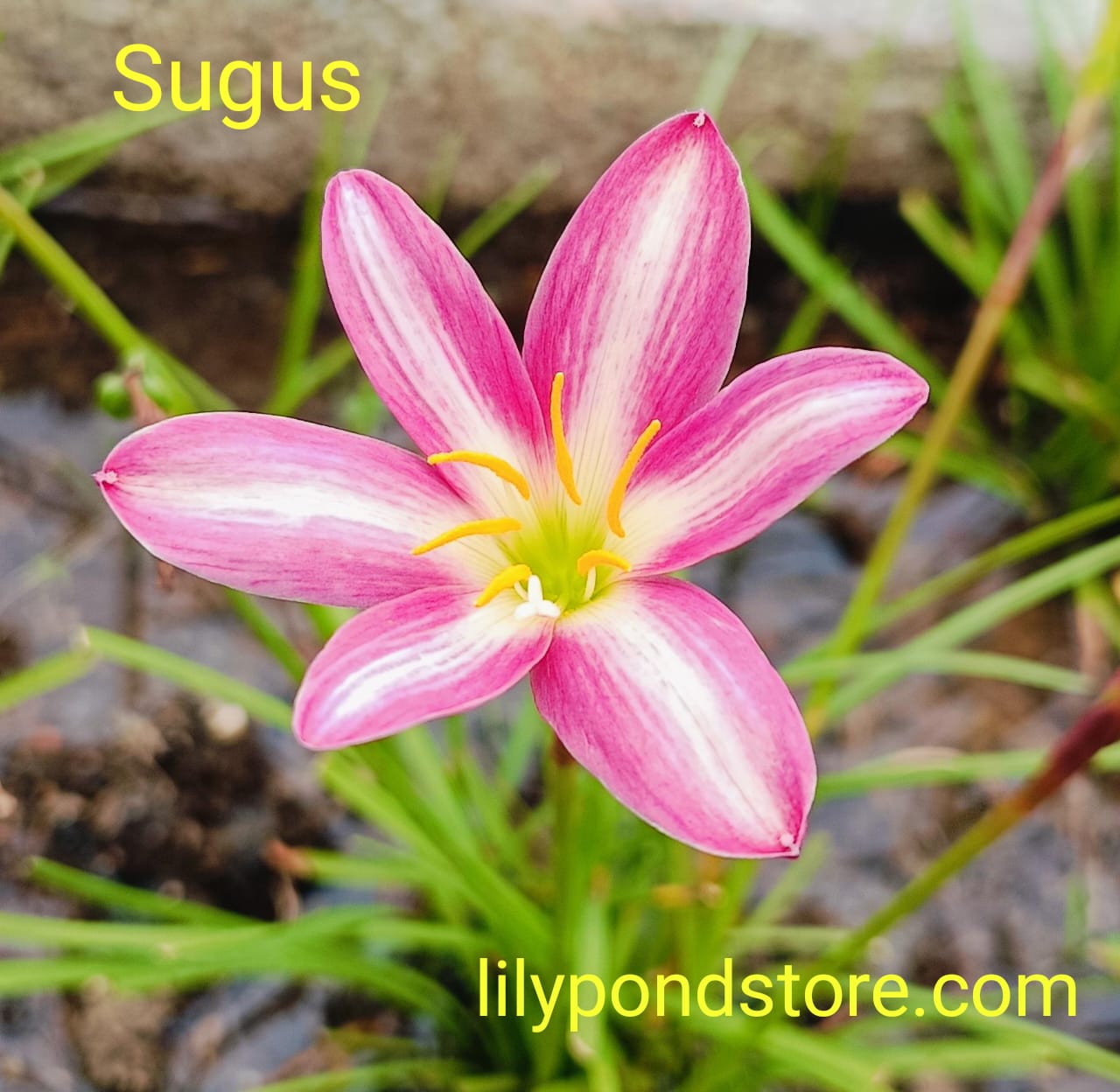 Sugus (Set of 3 Bulbs)