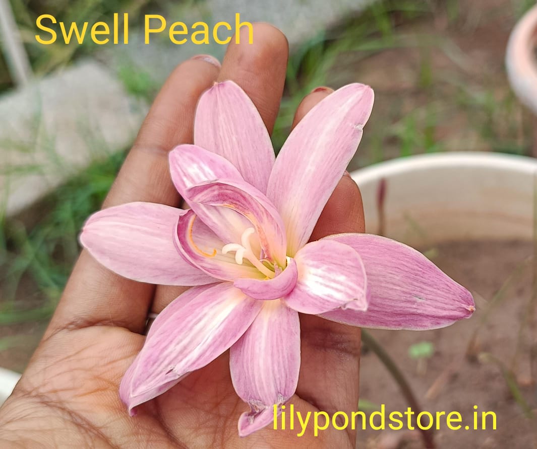Swell peach (Set of 3 Bulbs)