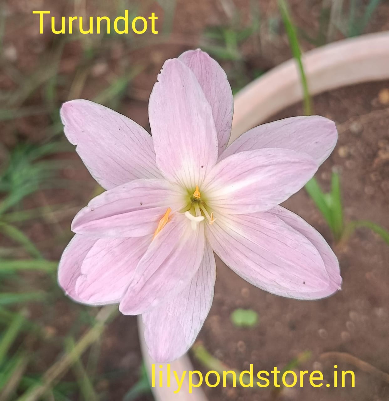 Turundot. (Set of 3 Bulbs)