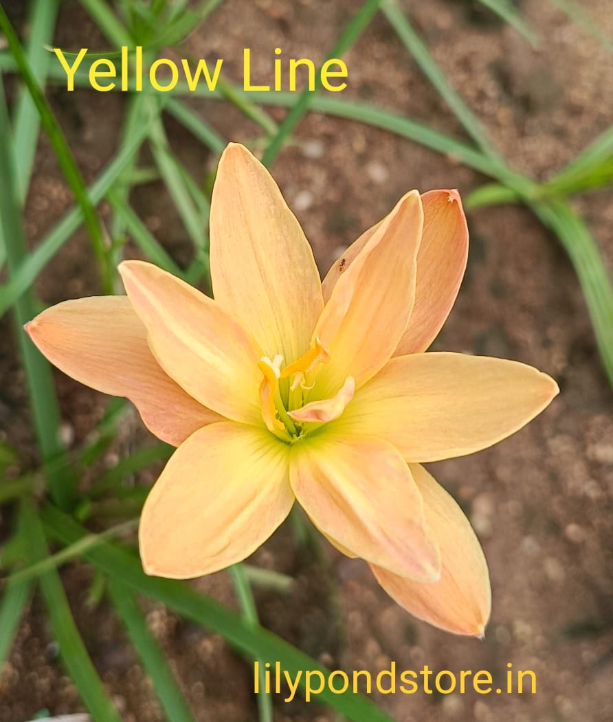 Yellow Line