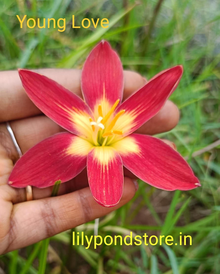 Young Love (Set of 3 Bulbs)